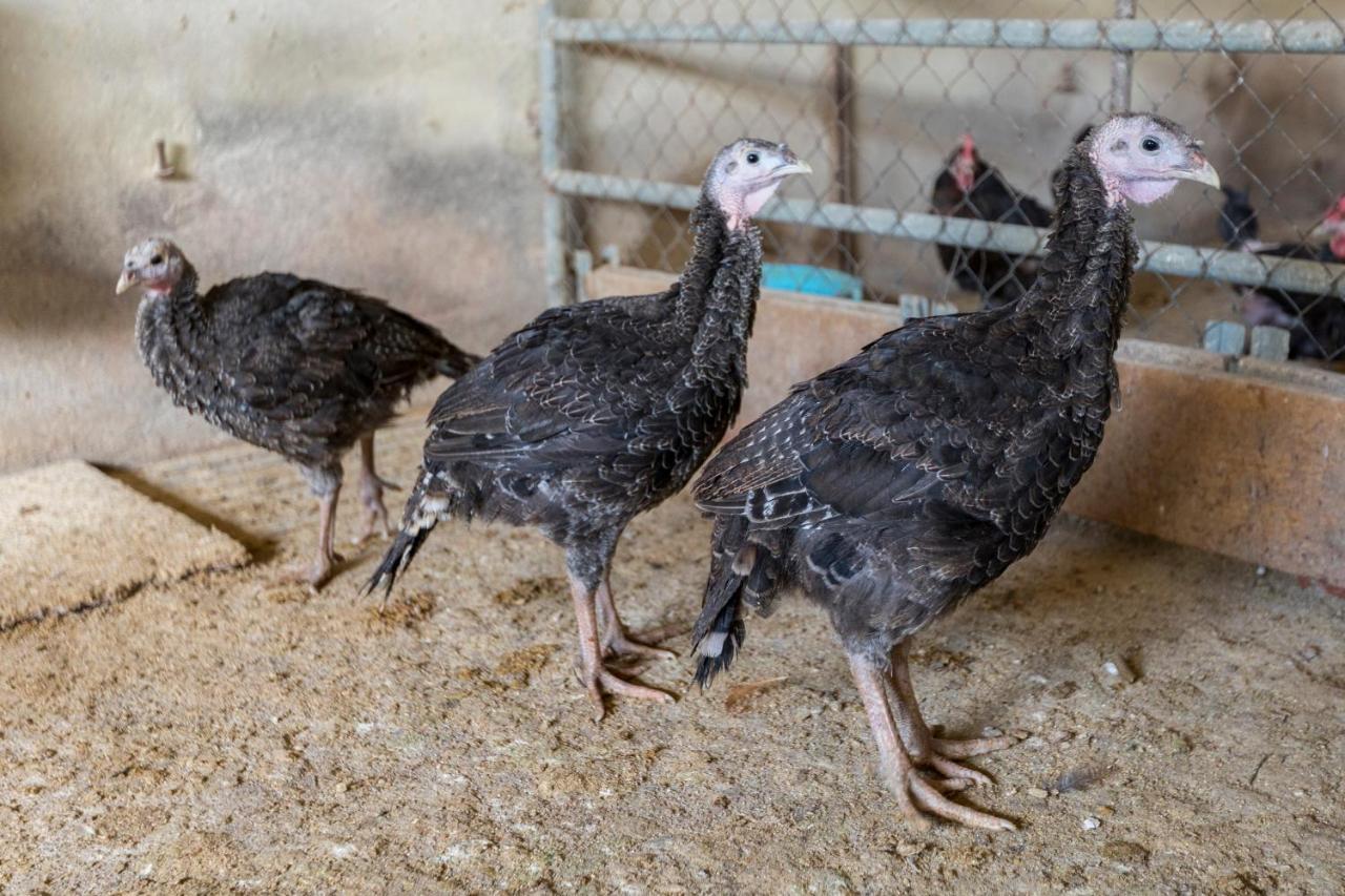 Turisme Rural Ca L,Anguila Vendégház Peratallada Kültér fotó